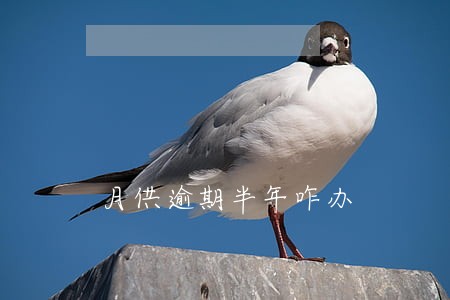 月供逾期半年咋办 月供逾期半年咋办