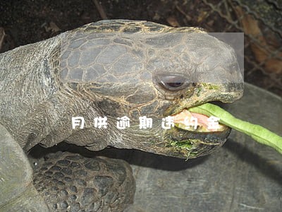 月供逾期违约金 月供逾期违约金
