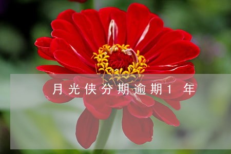 月光侠分期逾期1年 月光侠分期逾期1年
