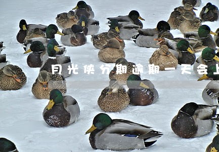 月光侠分期逾期一天会上征信吗 月光侠分期逾期一天会上征信吗