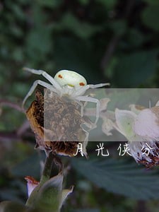 月光侠分期逾期一年多 月光侠分期逾期一年多