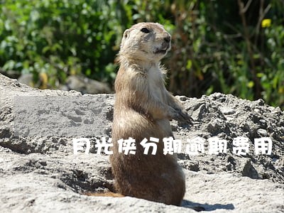 月光侠分期逾期费用 月光侠分期逾期费用