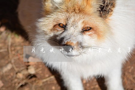 月光侠计划逾期费太高了 月光侠计划逾期费太高了