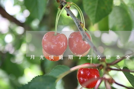 月光侠逾期了怎么还本金 月光侠逾期了怎么还本金