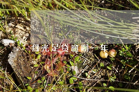 月光足贷逾期一年 月光足贷逾期一年