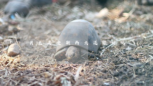 月光足逾期两天还能借吗 月光足逾期两天还能借吗