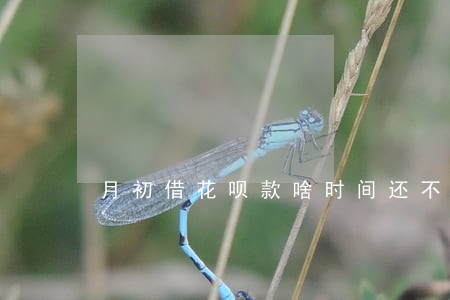 月初借花呗款啥时间还不逾期