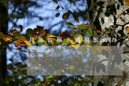 月底信用卡逾期怎么办 月底信用卡逾期怎么办