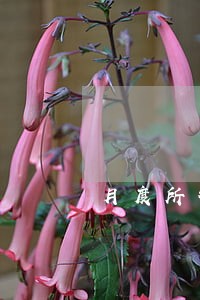 月度所得税逾期申报 月度所得税逾期申报