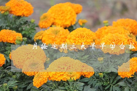月经逾期三天早早孕白板 月经逾期三天早早孕白板