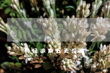 月经逾期五天没来 月经逾期五天没来