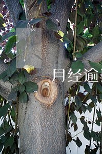 月经逾期十天不来