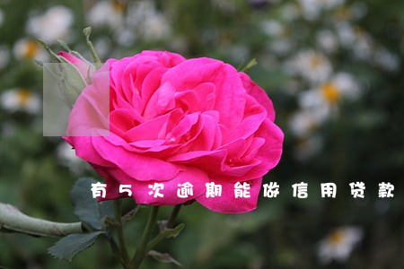 有5次逾期能做信用贷款吗 有5次逾期能做信用贷款吗