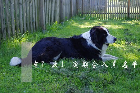 有7次1逾期会入黑名单吗
