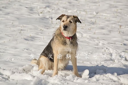 有7次逾期记录可以买房不 有7次逾期记录可以买房不