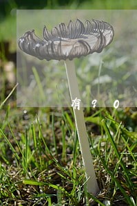 有90天逾期算失信吗 有90天逾期算失信吗