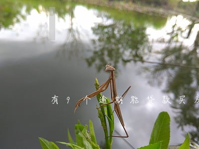 有9个逾期能贷款买房吗 有9个逾期能贷款买房吗