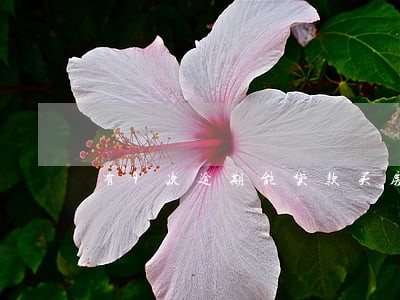 有9次逾期能贷款买房子吗 有9次逾期能贷款买房子吗