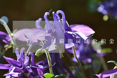 有一个月逾期可以公积金贷款吗 有一个月逾期可以公积金贷款吗