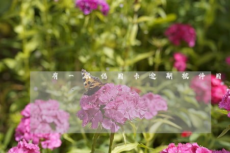 有一张信用卡逾期被停用了
