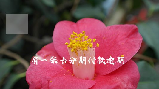 有一张卡分期付款逾期 有一张卡分期付款逾期