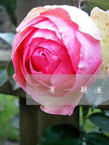 有一期逾期可以贷款买房子吗 有一期逾期可以贷款买房子吗
