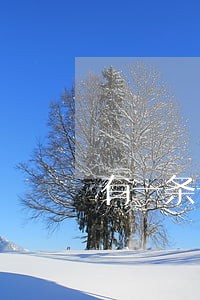 有一条一个月的逾期记录 有一条一个月的逾期记录