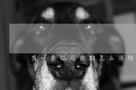 有一条征信逾期怎么消除 有一条征信逾期怎么消除