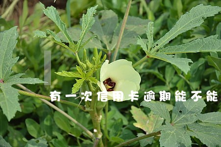 有一次信用卡逾期能不能贷款 有一次信用卡逾期能不能贷款
