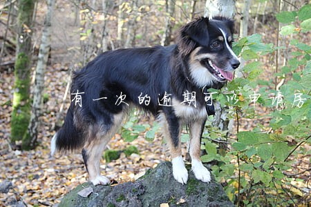 有一次的逾期可以申请房贷嘛 有一次的逾期可以申请房贷嘛