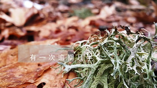 有一次逾期且半年