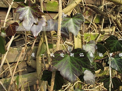 有一次逾期记录能申请信用卡吗 有一次逾期记录能申请信用卡吗