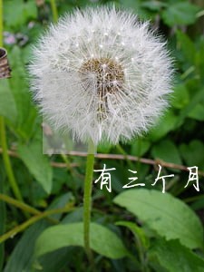 有三个月逾期记录可以申请房贷吗