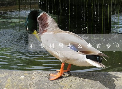 有专利号怎么查询专利信息 有专利号怎么查询专利信息