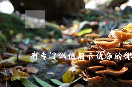 有专门做信用卡债务的律师吗 有专门做信用卡债务的律师吗