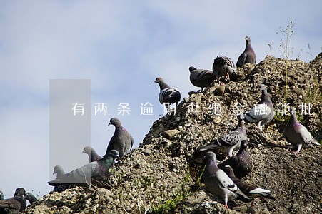 有两条逾期奔驰金融能批吗 有两条逾期奔驰金融能批吗