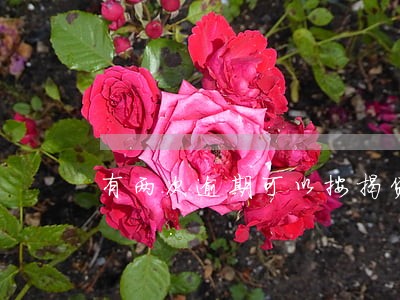 有两次逾期可以按揭贷款吗 有两次逾期可以按揭贷款吗
