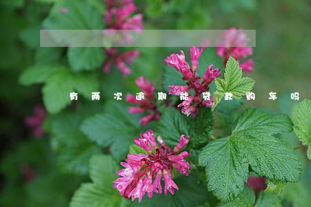 有两次逾期能贷款购车吗 有两次逾期能贷款购车吗