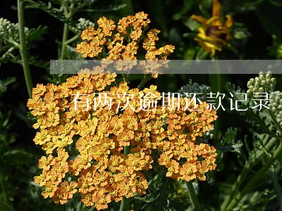 有两次逾期还款记录 有两次逾期还款记录