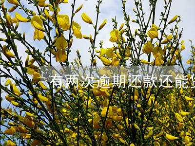 有两次逾期还款还能贷款 有两次逾期还款还能贷款