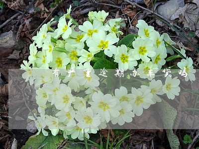 有严重逾期办车贷吗 有严重逾期办车贷吗