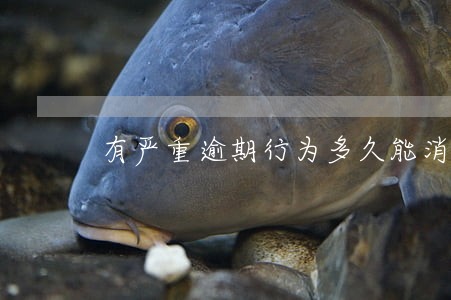 有严重逾期行为多久能消除