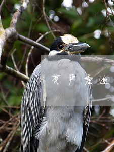 有严重逾期记录的可以房贷嘛