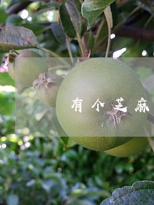 有个芝麻逾期