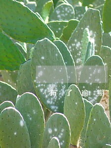 有了逾期还能下的口子 有了逾期还能下的口子