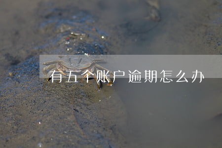 有五个账户逾期怎么办 有五个账户逾期怎么办