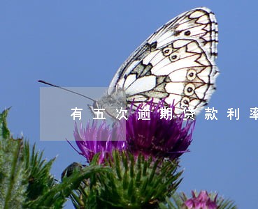 有五次逾期贷款利率会提高吗