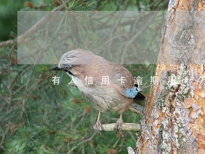 有人信用卡逾期几十万怎么投诉 有人信用卡逾期几十万怎么投诉