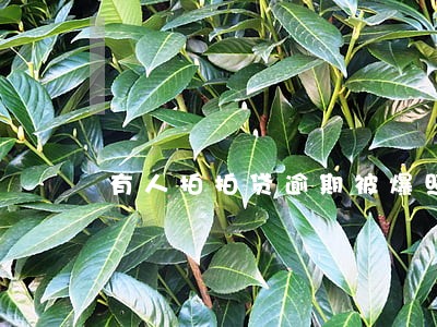 有人拍拍贷逾期被爆照片吗 有人拍拍贷逾期被爆照片吗