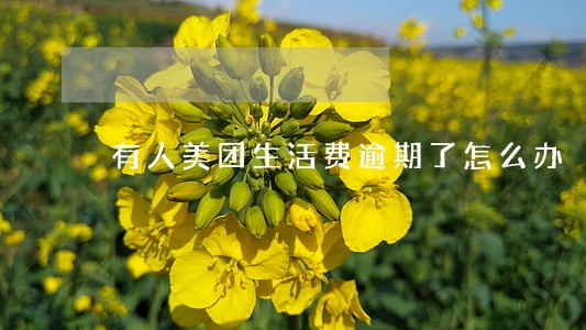 有人美团生活费逾期了怎么办 有人美团生活费逾期了怎么办